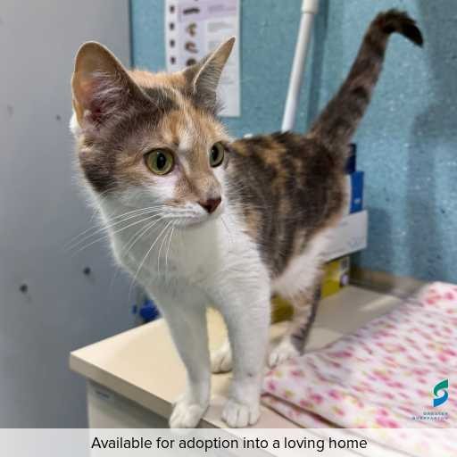 Photo of cat with ID of : C260111.