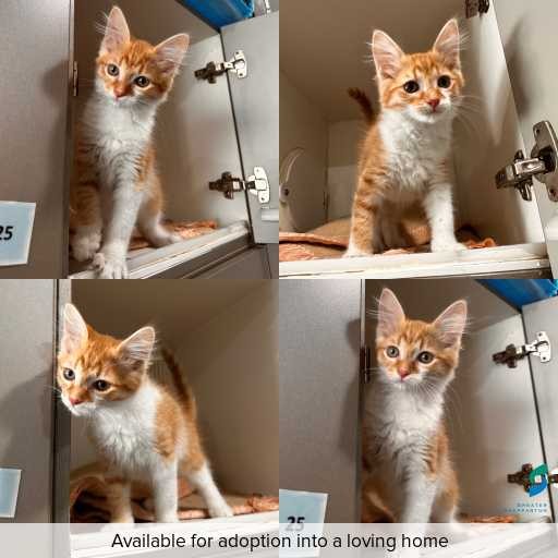Photo of cat with ID of : C260112.