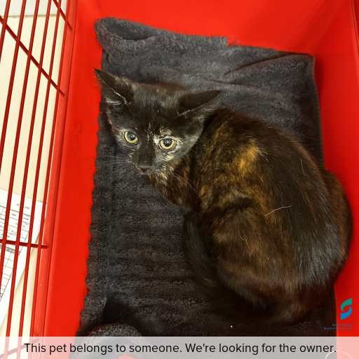 Photo of cat with ID of : C260173.