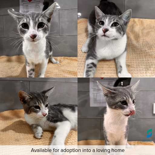 Photo of cat with ID of : C260182.