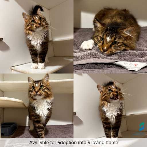 Photo of cat with ID of : C260187.