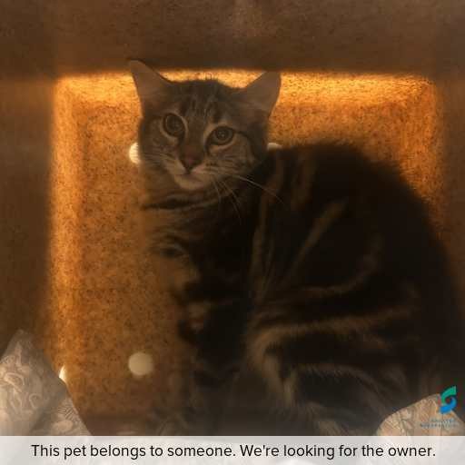 Photo of cat with ID of : C260231.