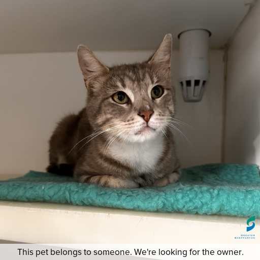 Photo of cat with ID of : C260232.