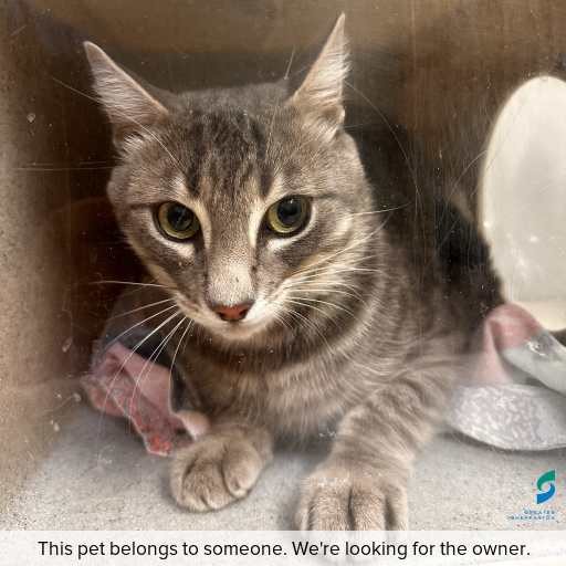 Photo of cat with ID of : C260233.