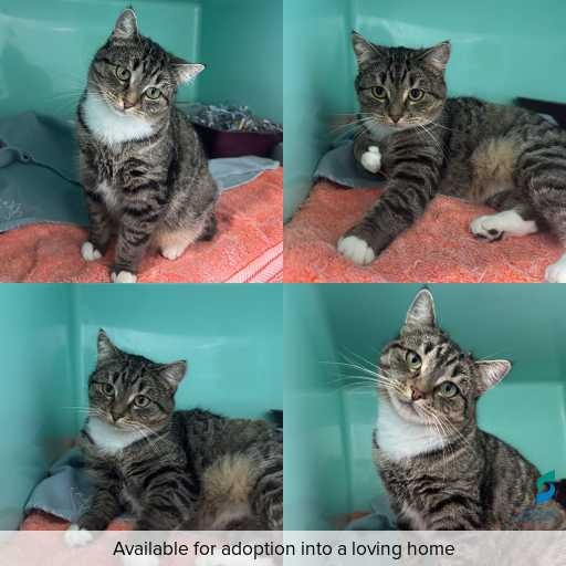 Photo of cat with ID of : C260290.