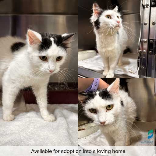 Photo of cat with ID of : C260300.