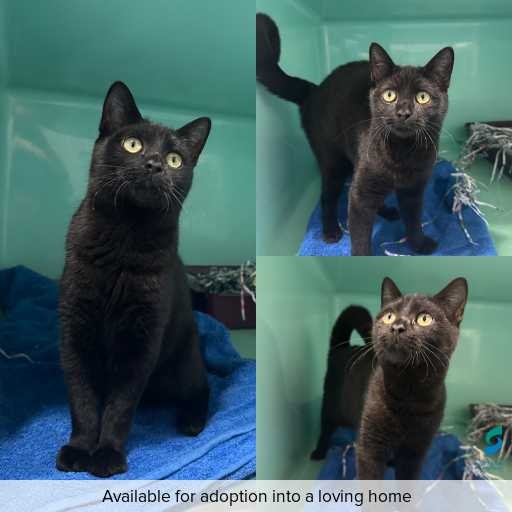 Photo of cat with ID of : C260306.