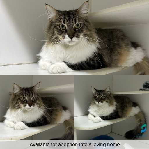 Photo of cat with ID of : C260355.
