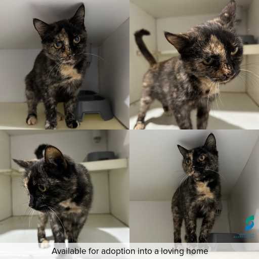Photo of cat with ID of : C260386.