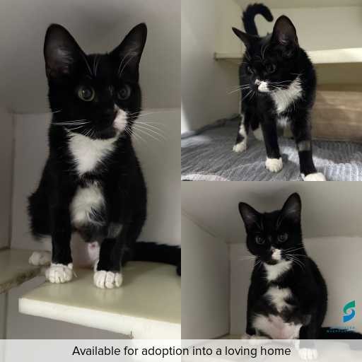 Photo of cat with ID of : C260399.