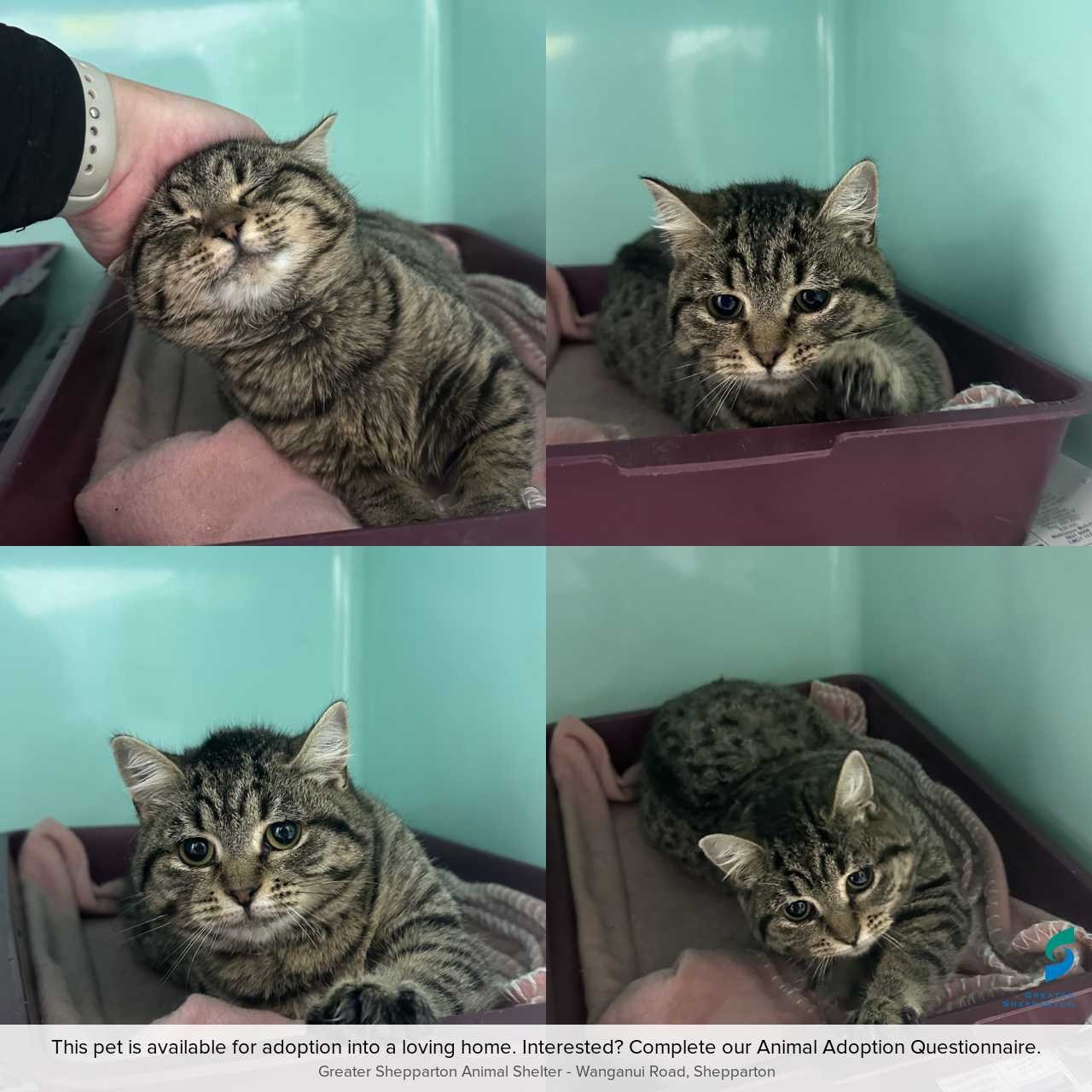 C260431 Pheobe