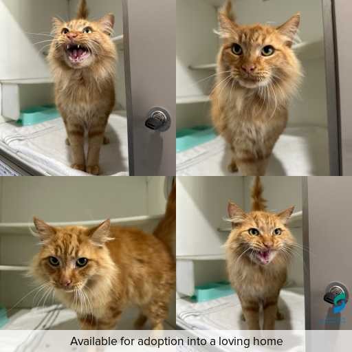 Photo of cat with ID of : C260440.