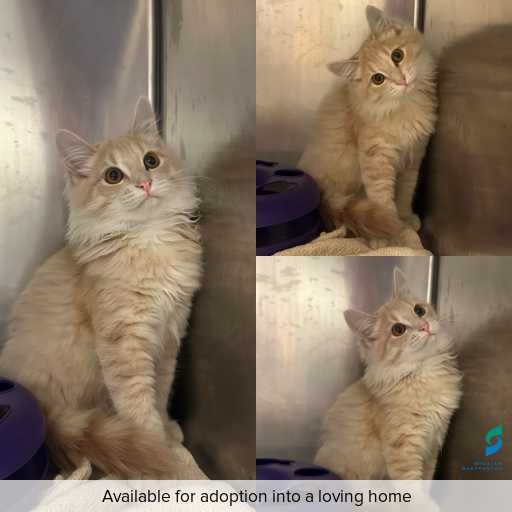 Photo of cat with ID of : C260449.