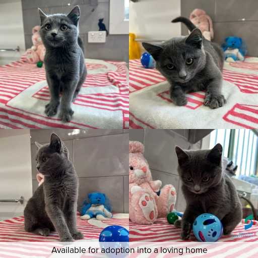 Photo of cat with ID of : C260451.
