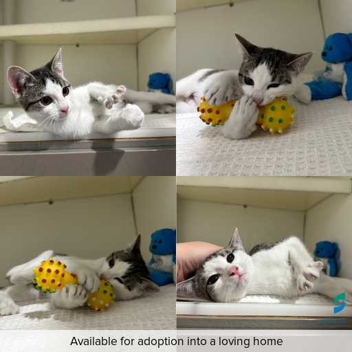 Photo of cat with ID of : C260530.