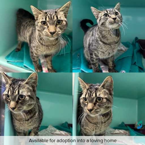 Photo of cat with ID of : C260534.