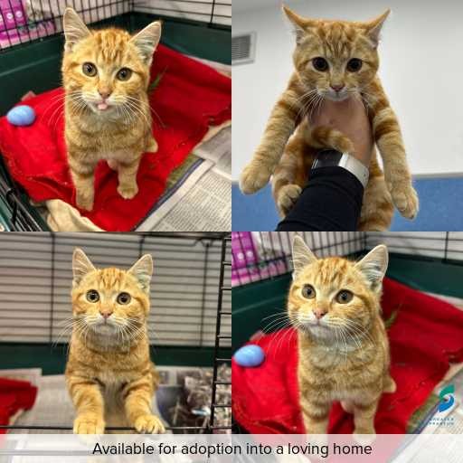 Photo of cat with ID of : C260545.