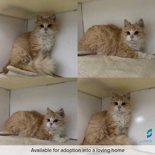 Photo of cat with ID of : C260569.