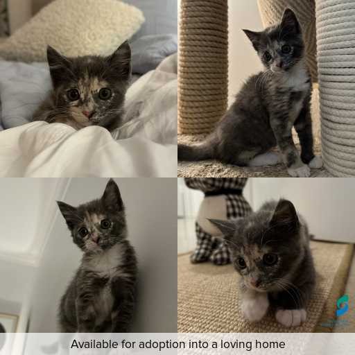 Photo of cat with ID of : C260670.