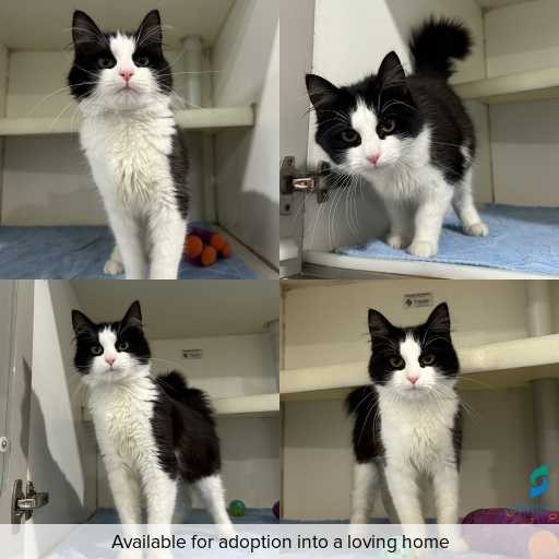 Photo of cat with ID of : C260792.