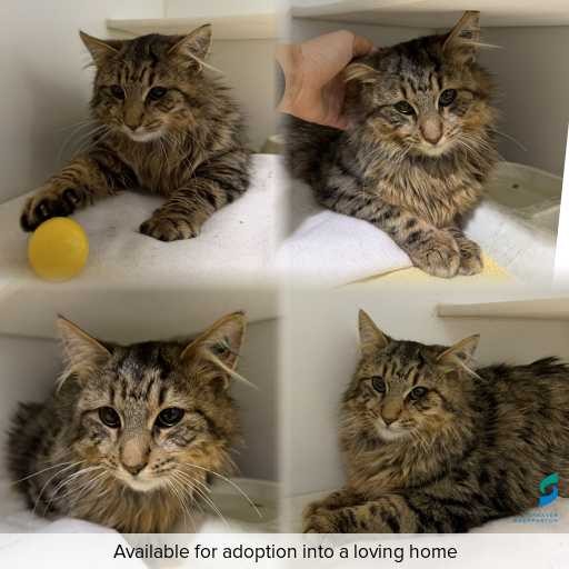 Photo of cat with ID of : C260823.