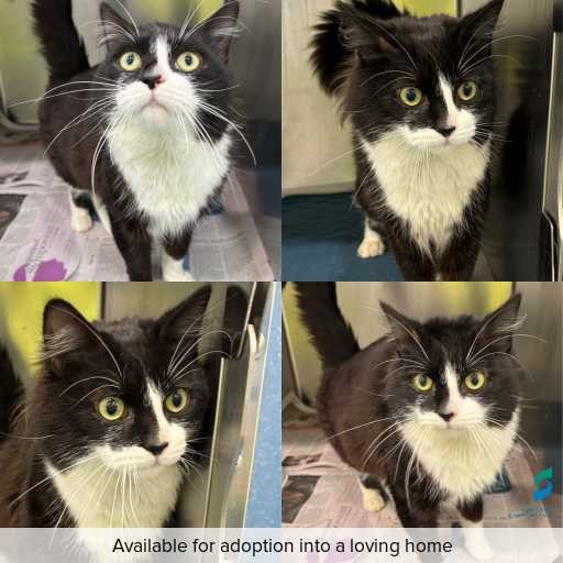 Photo of cat with ID of : C260832.