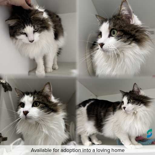Photo of cat with ID of : C260834.