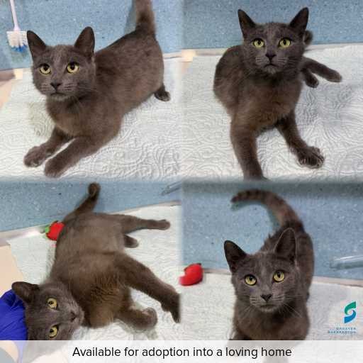 Photo of cat with ID of : C260891.