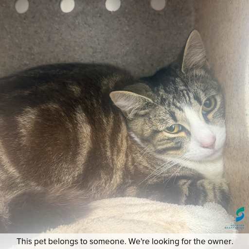 Photo of cat with ID of : C260918.