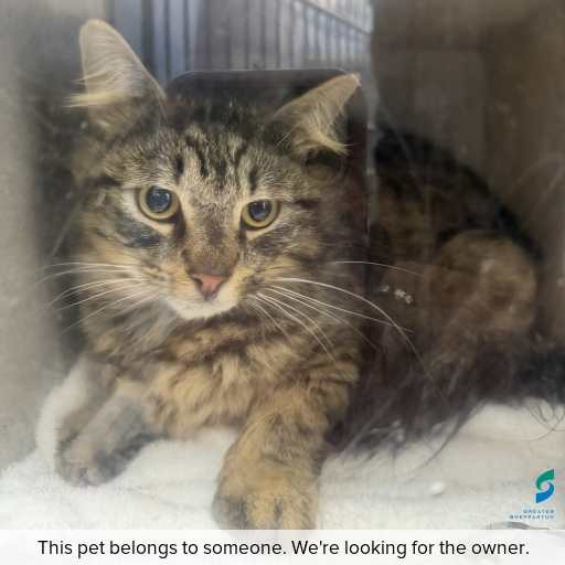 Photo of cat with ID of : C260925.