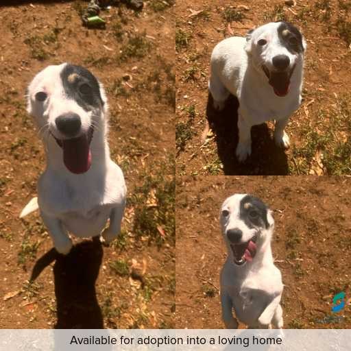 Photo of dog with ID of : D250625.