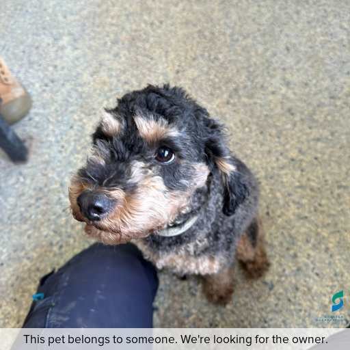 Photo of dog with ID of : D260025.