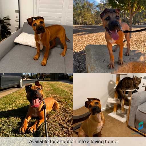 Photo of dog with ID of : D260157.