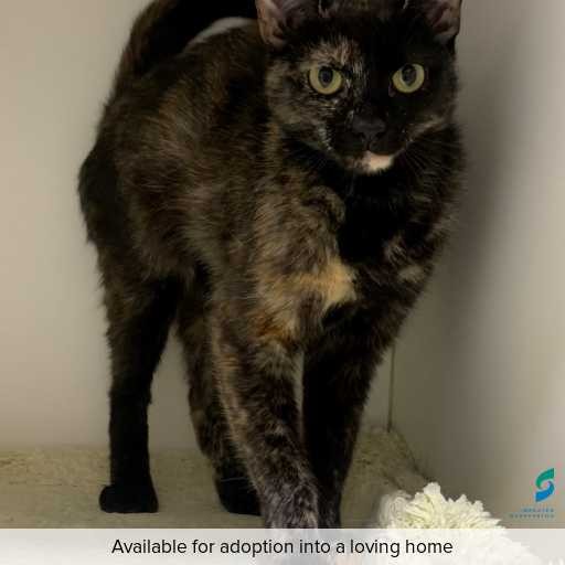 Photo of this cat.