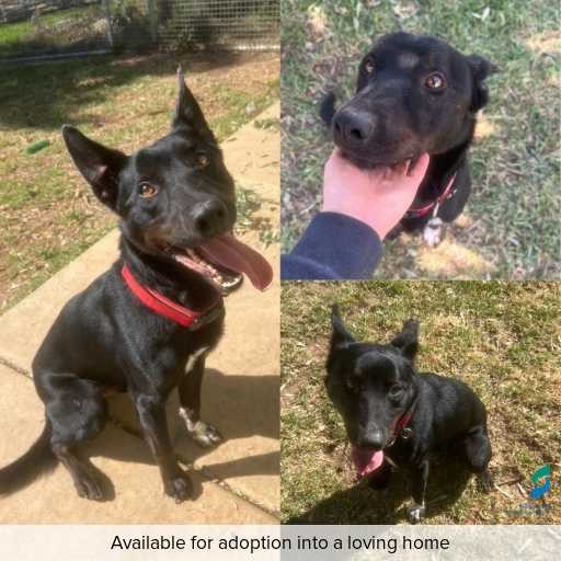 Photo of this dog.