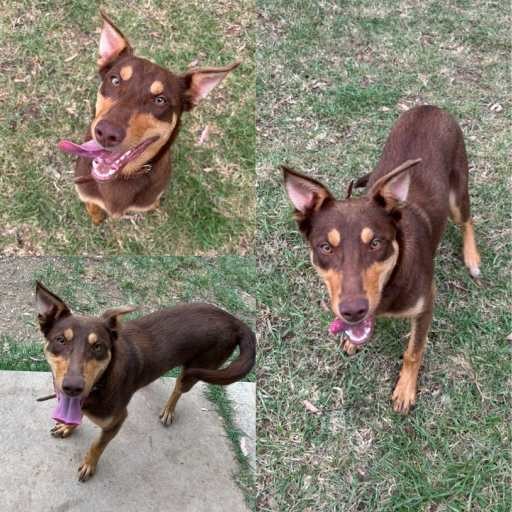 Photo of this dog.