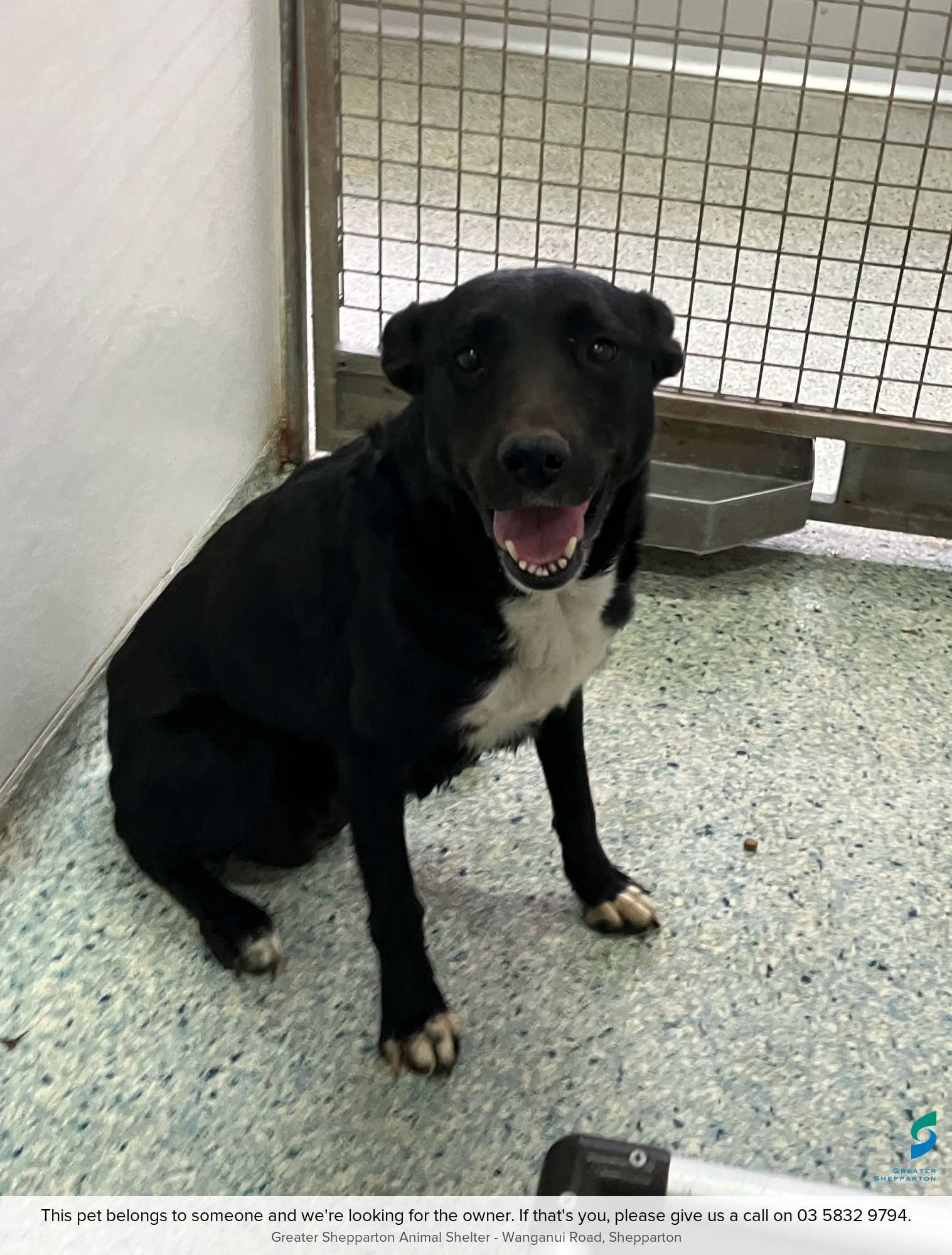 Wanganui dog pound hotsell