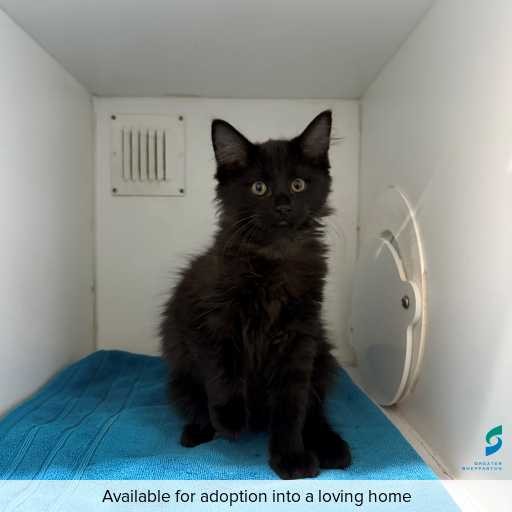 Photo of this cat.