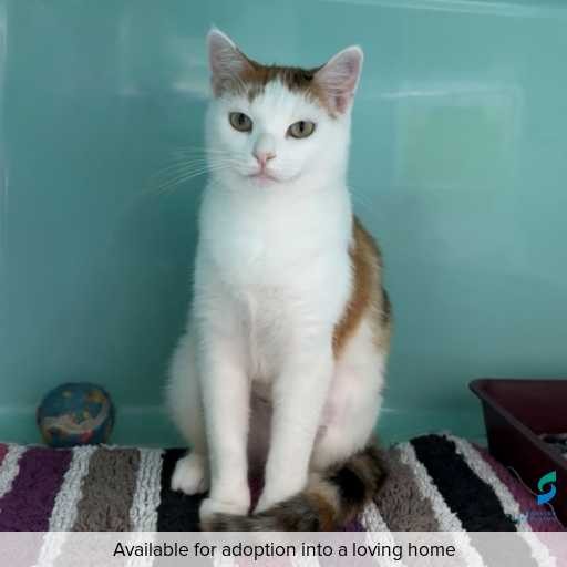 Photo of this cat.