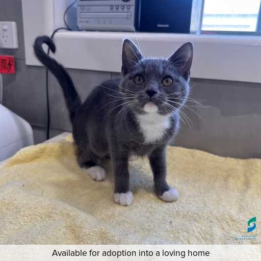 Photo of this cat.