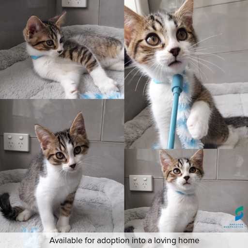Photo of this cat.