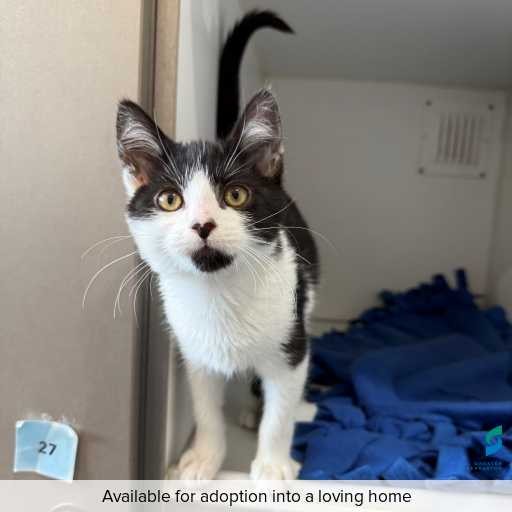 Photo of this cat.