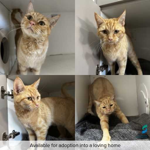 Photo of this cat.