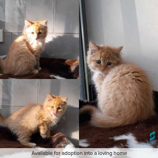 ID: C250162 Photo of this cat.