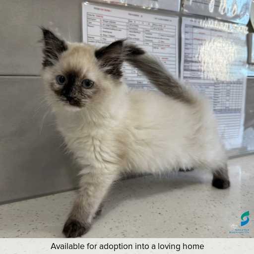 ID: C250163 Photo of this cat.