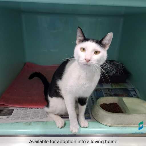 Photo of this cat.