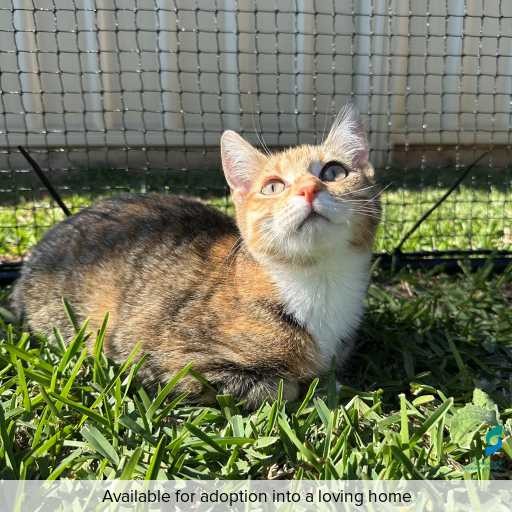 Photo of this cat.