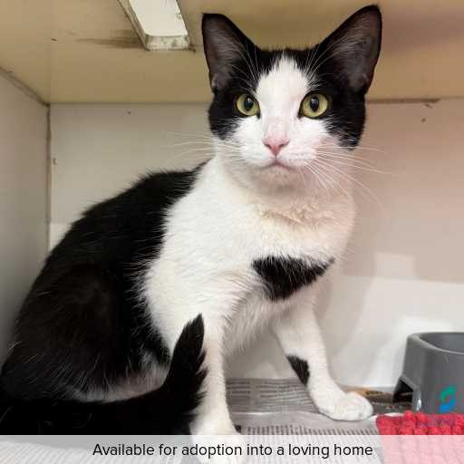 Photo of this cat.