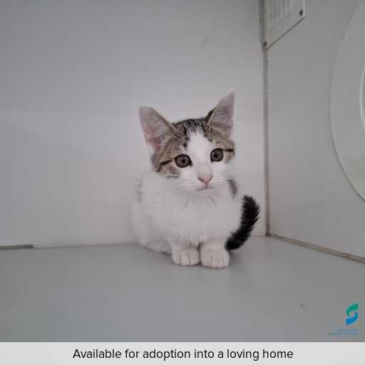 ID: C250351 Photo of this cat.
