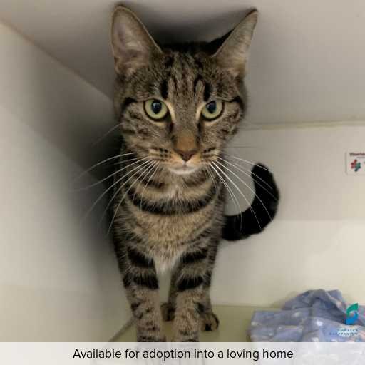 Photo of this cat.